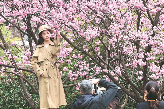 Wuhan University offers chance to see cherry blossoms