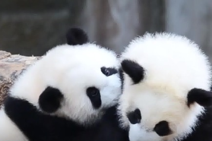 Pandas' hometown promoted at Chengdu tourism event in New York City