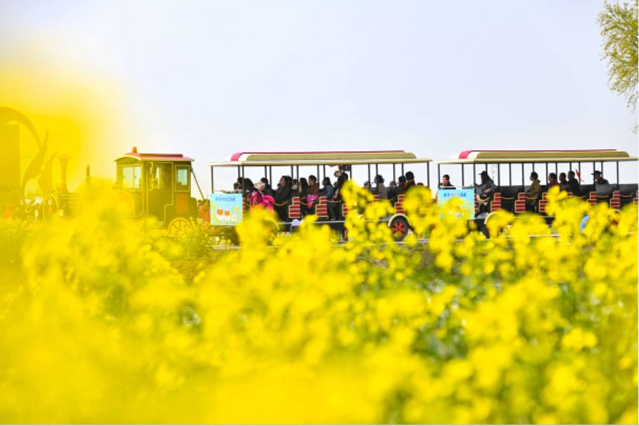 Admire canola flowers in Gaoyou