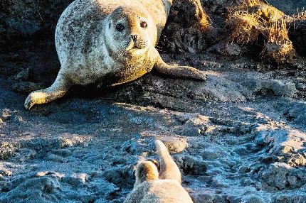 Restored wetlands attract spotted seals