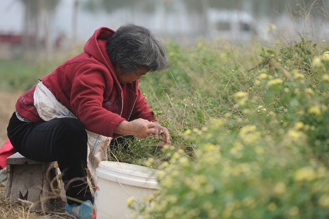 China's elderly population retired, but still working