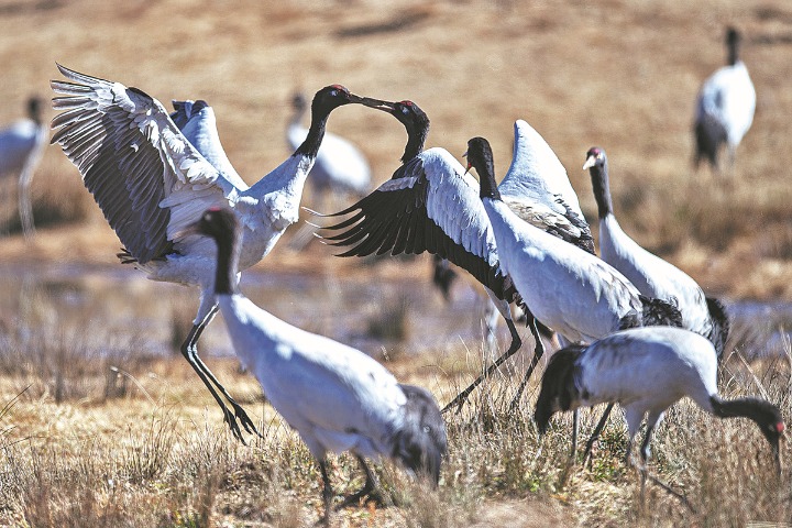 Borders no boundary to protecting cranes