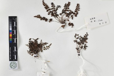 New Asplenium species discovered on Qinghai-Tibet Plateau