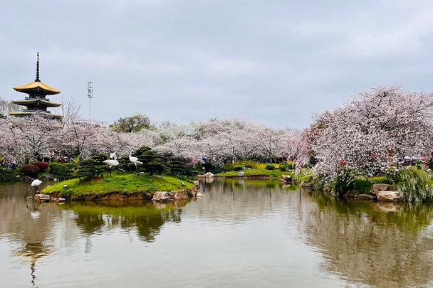 Flowering cherry blossoms abundant in East Lake scenic area in Wuhan