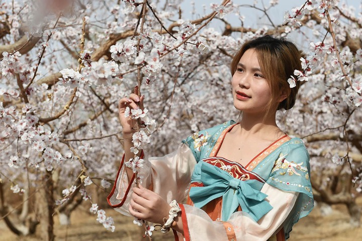 Apricot Blossom Festival kicks off in Turpan