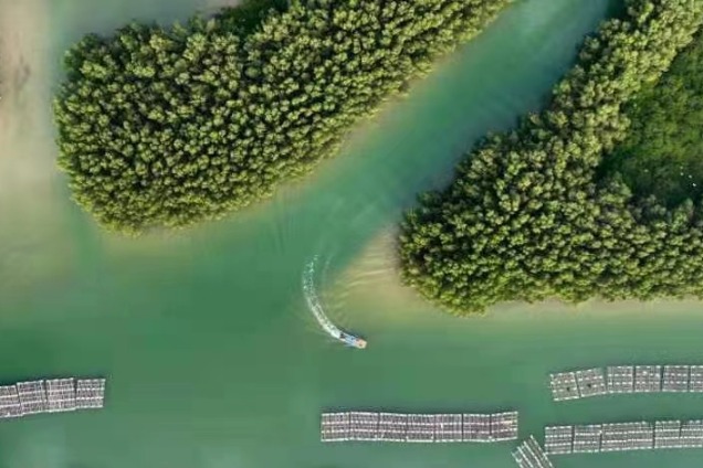 Coastal city moves to protect its mangroves