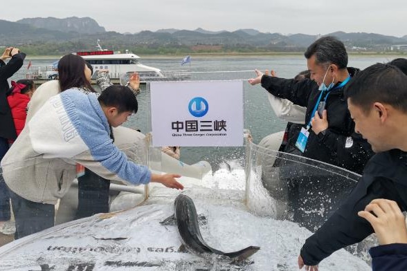 China to release 200,000 rare fish into Yangtze River