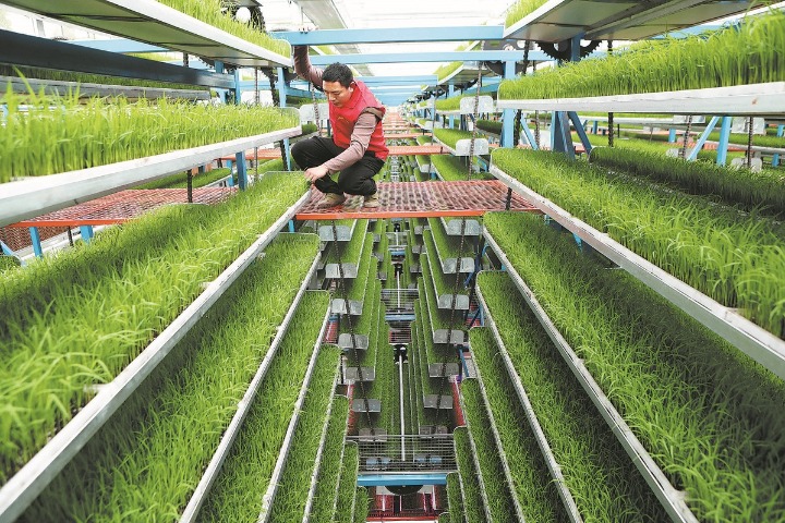 China's efforts reduce carbon emission intensity in agriculture: report
