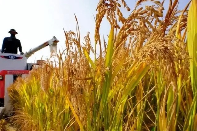 China launches big data platform for rice industry development