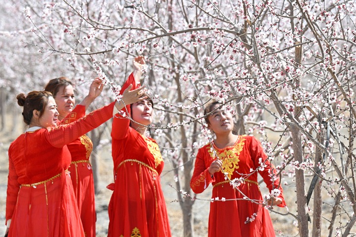 The beauty of spring at the apricot blossom festival in Xinjiang
