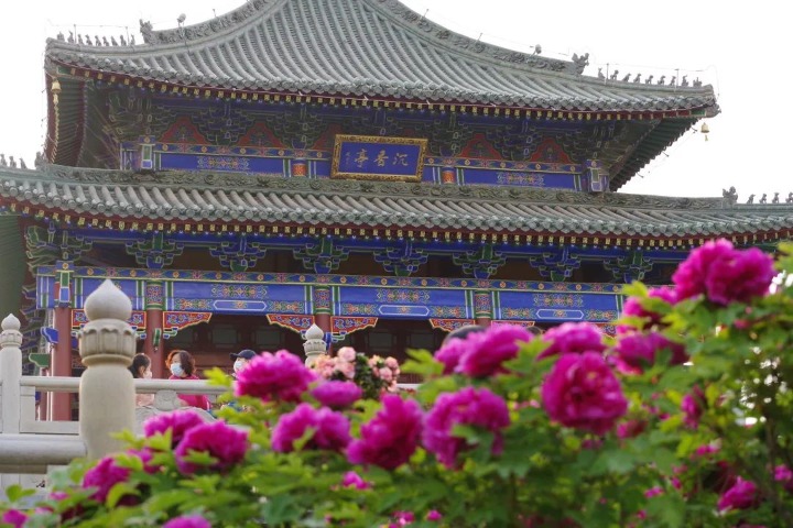 Discover the beauty of the peony garden in Xingqing Palace Park in Xi’an