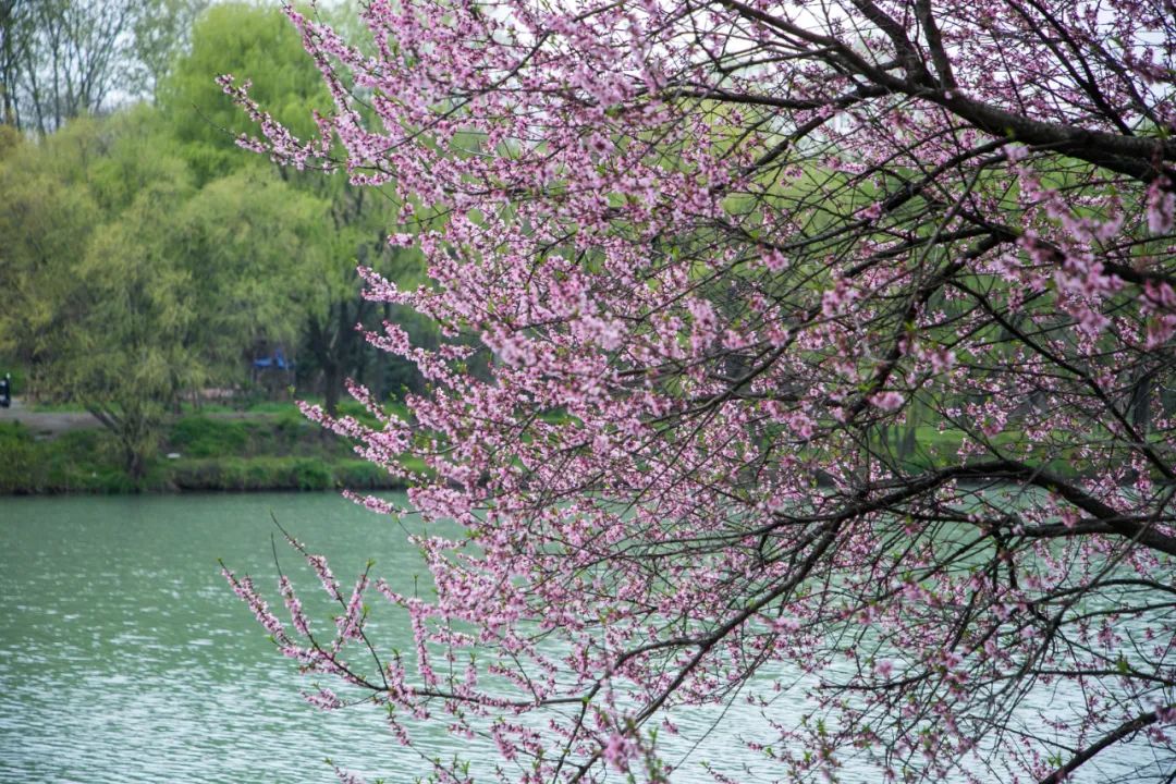 In pictures: Spring flowers bloom at Song Jia City Sports and Leisure Park