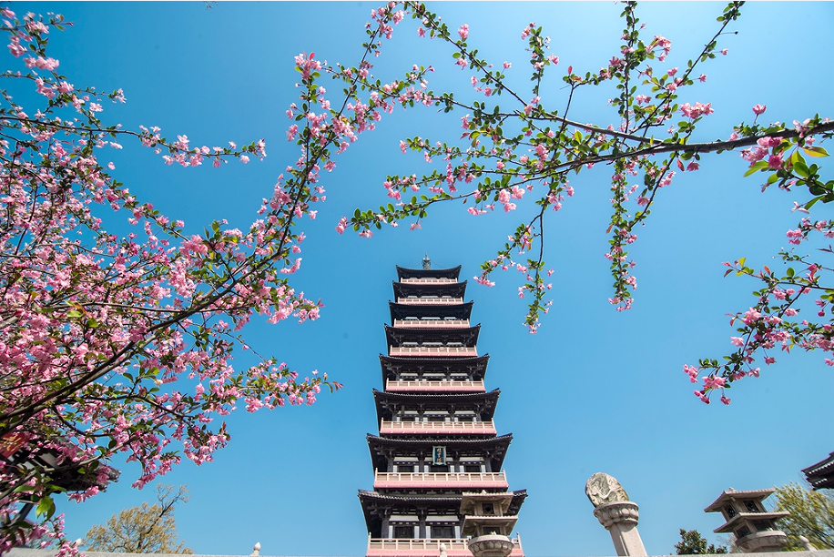 In pictures: Begonias bloom across Yangzhou