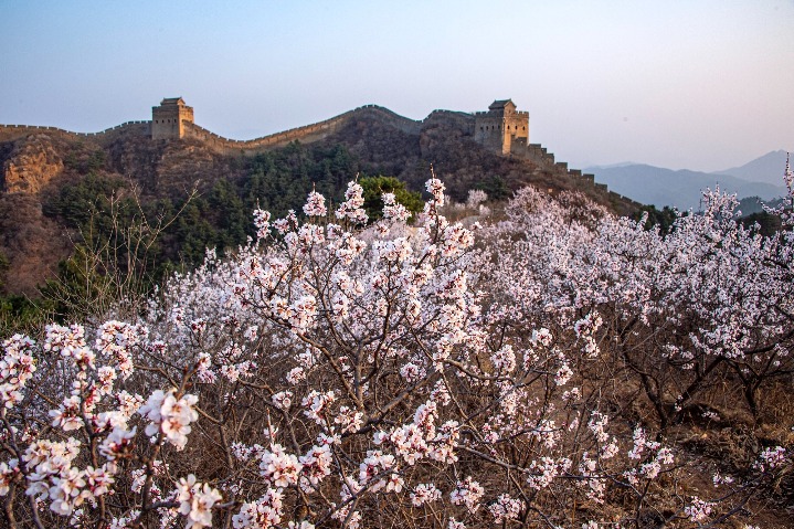 Apricot blossoms add beauty to Great Wall
