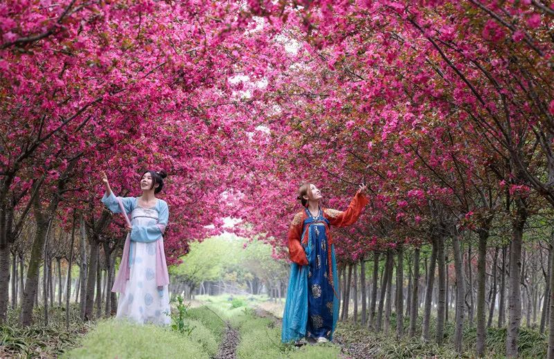 Begonias bloom in Jiangdu district