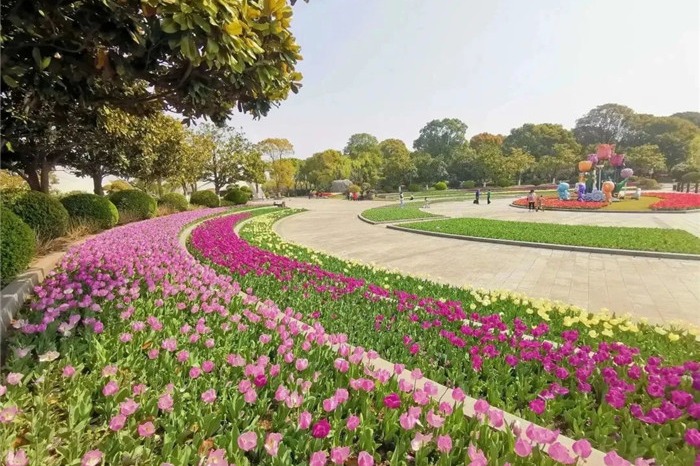 Tulip festival opens in Pudong