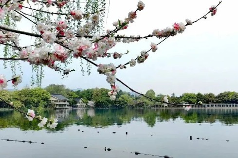 Enjoy the spring beauty of the West Lake scenic area