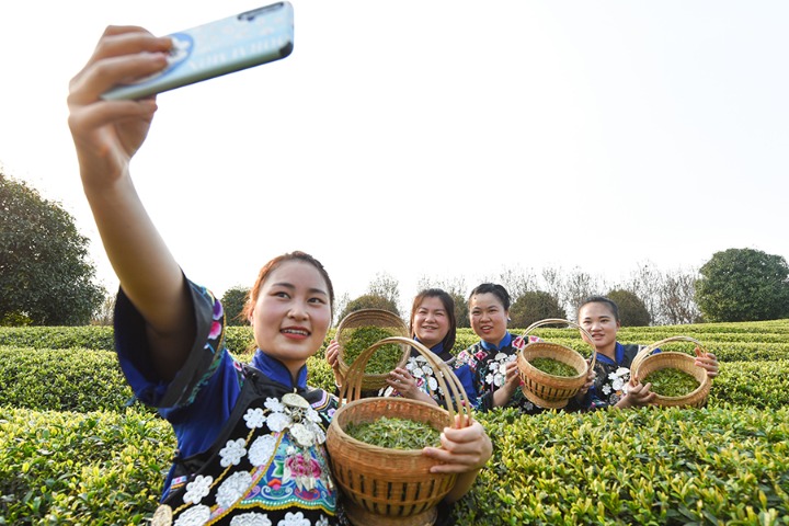 Tea industry boosts rural revitalization in Southwest mountainous area