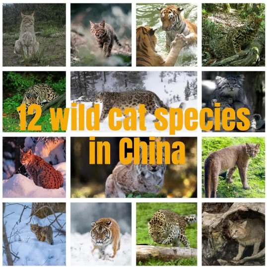 12 wild cat species in China
