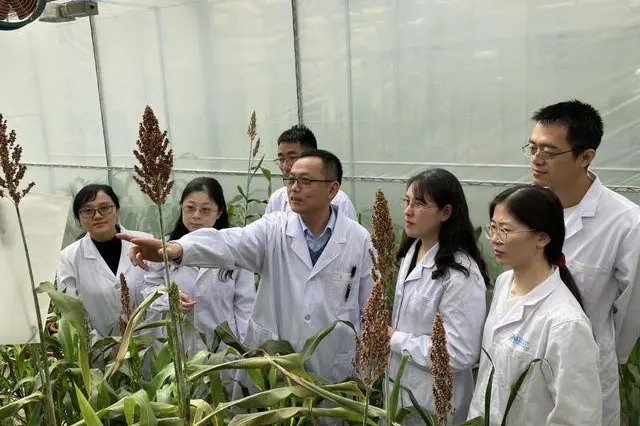 Gene found in crop to increase output