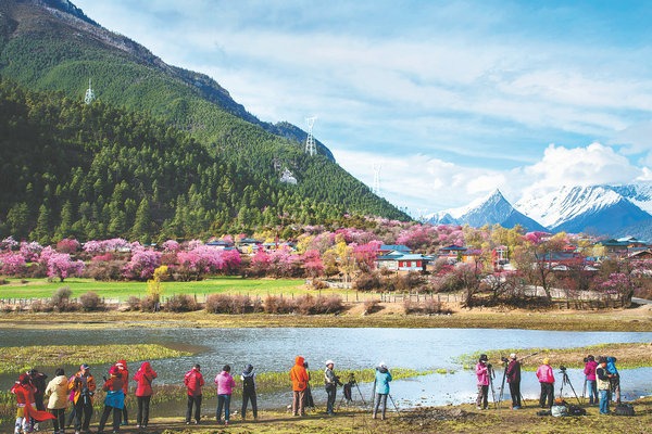 Peachy prospects in Tibet as blossoms attract public