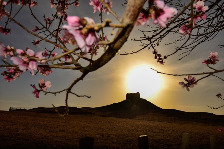Peach blossoms a spring treat in Dunhuang