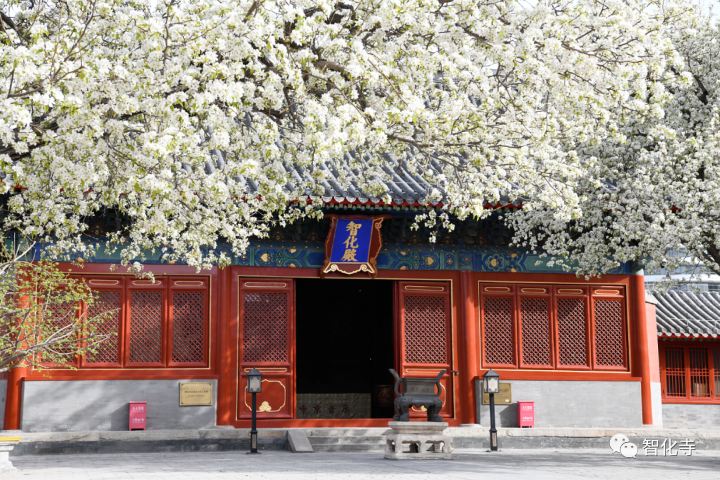 Pear blossoms bloom around the Zhihua Temple