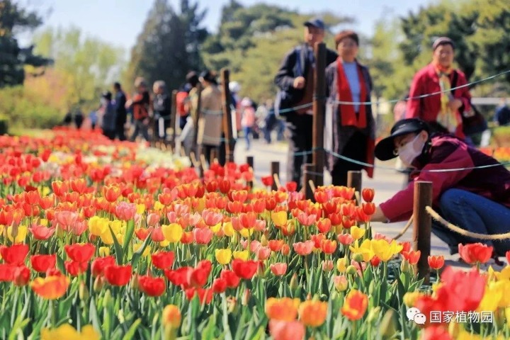 Spring blossoms in the Beijing botanical garden