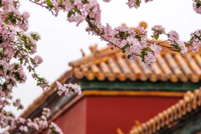 The beauty and mystery of the Forbidden City in April