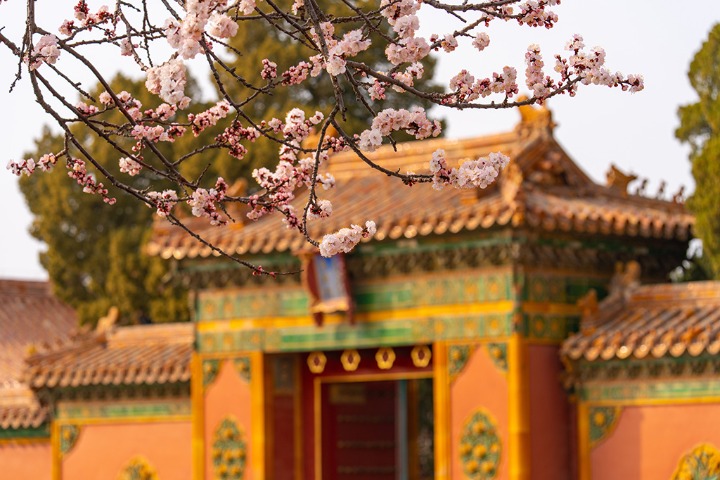 Forbidden City welcomes season of blooming apricot flowers