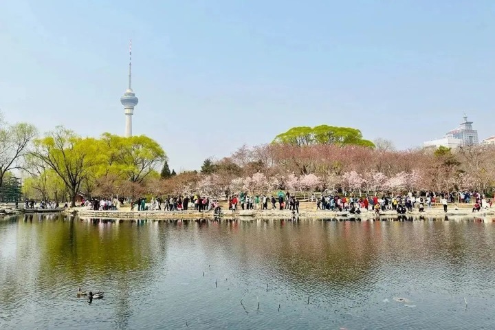 Early cherry blossoms adorn Beijing’s Yuyuantan Park