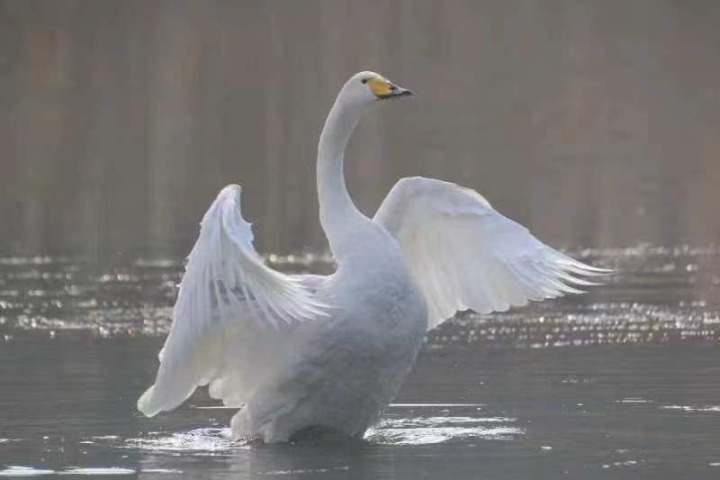 Swans perform water ballet at Jinhai Lake