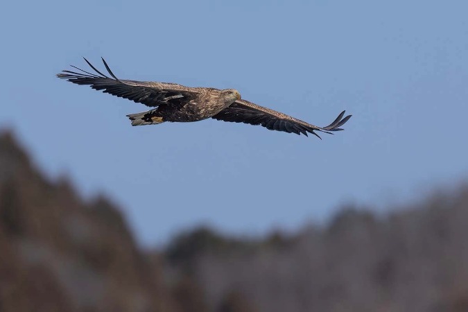 White-tailed eagles forage at Beijing’s Jinhai Lake