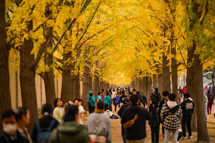 ‘Ginkgo avenue’ draws residents in Beijing for photo ops