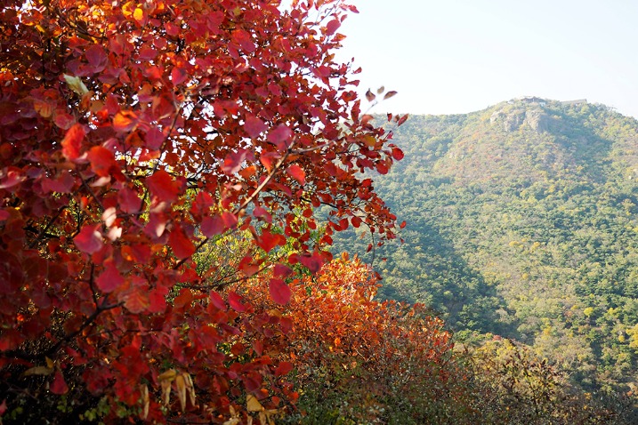 Xiangshan Park is known for its red maple leaves