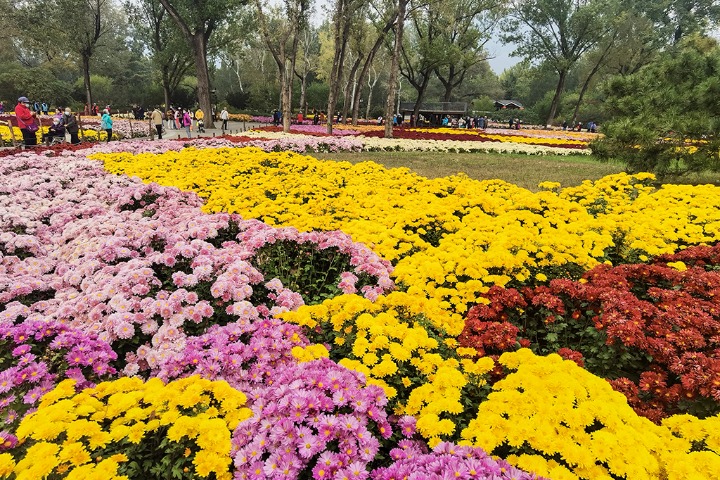First chrysanthemum show kicks off at China National Botanical Garden