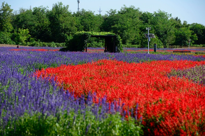 Colorful flowers bloom in Purple Valley Eden