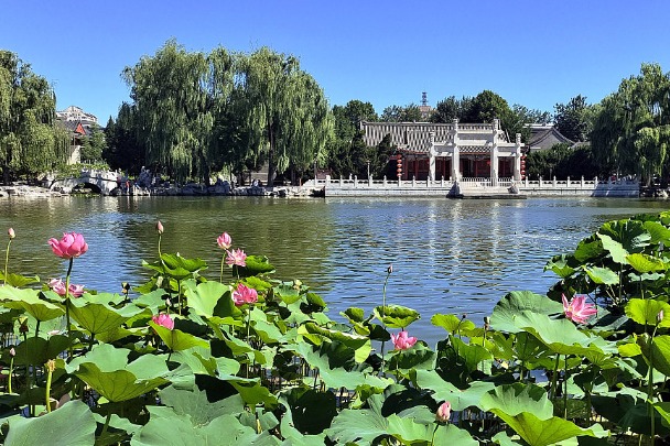 Lotus flowers bloom in Beijing’s Grand View Garden