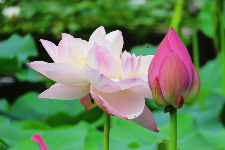 1st Beijing lotus flower festival kicks off