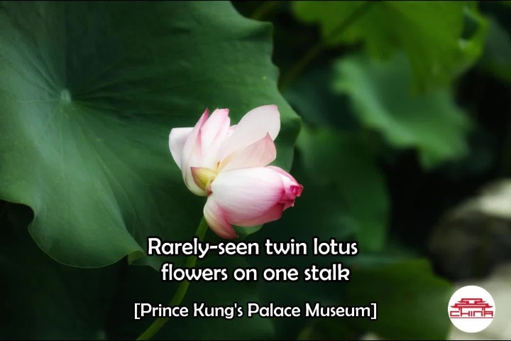 Twin lotus flowers on a stalk appear in Prince Kung’s Palace Museum