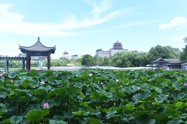 Lotus flowers in full bloom in Beijing’s Lianhuachi Park