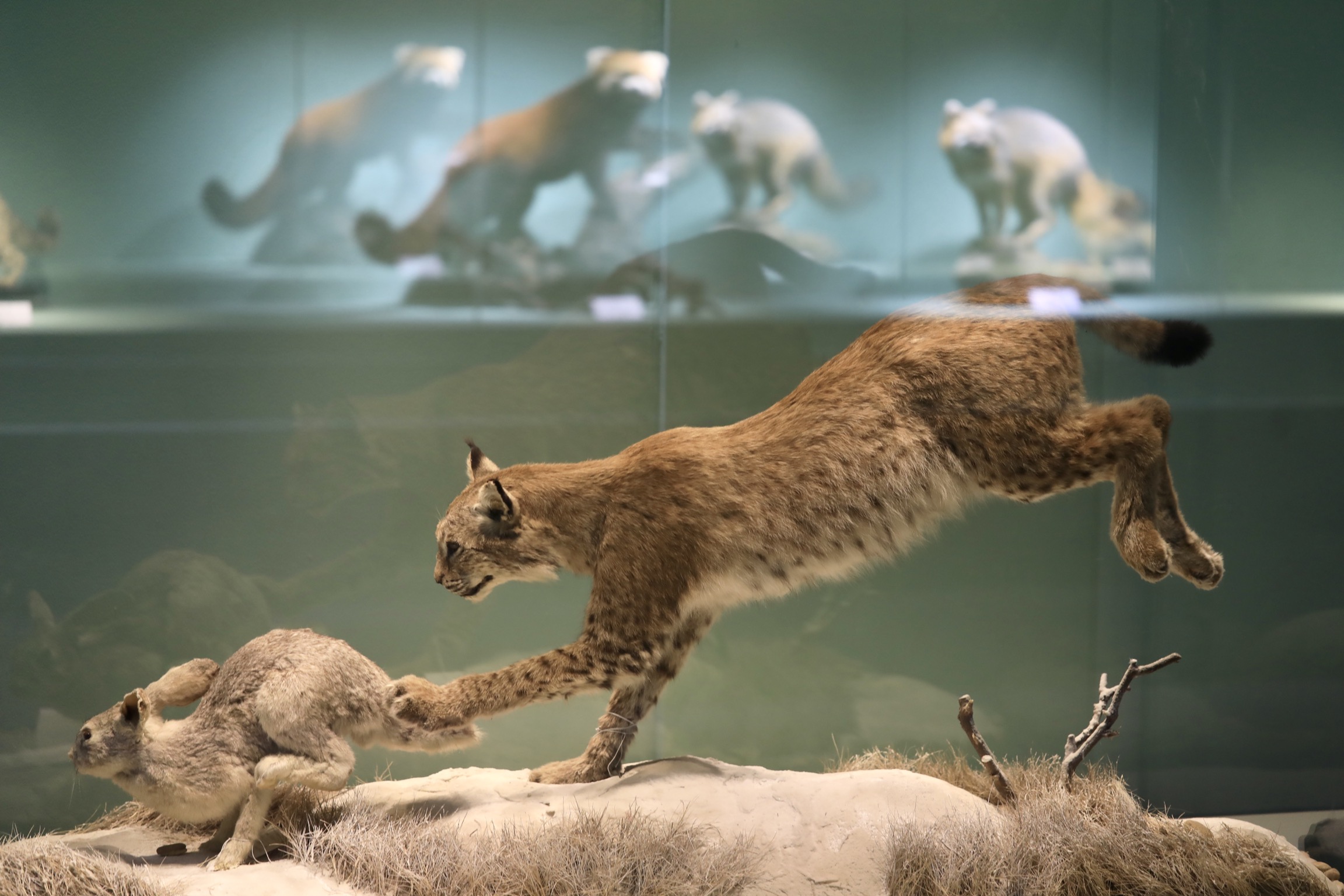 Beijing exhibit reveals wildlife diversity in China