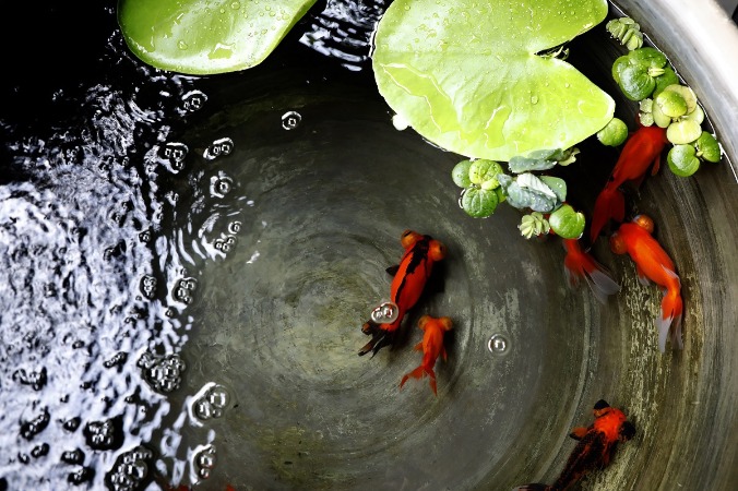 Adorable goldfish seen in Prince Kung's Palace Museum exhibit