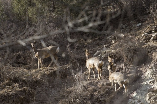 Eastern roe deers spotted foraging in Qilian Mountain National Nature Reserve