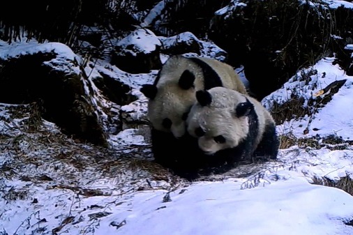 Mama panda teaches her cub survival skills