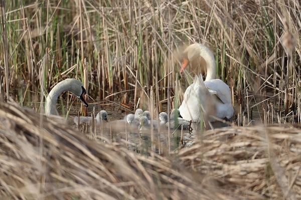 Lovely mute swan family in Zhengzhou