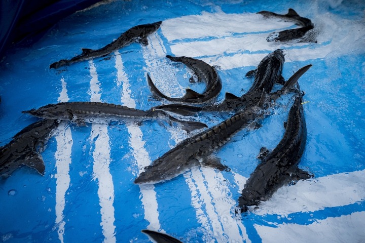 100,000 artificially bred Chinese sturgeon released into Yangtze River
