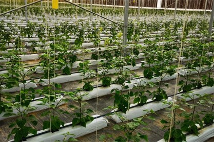 Chinese experts help BRI countries grow vegetables in desert