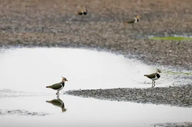 Endangered bird species spotted in north China nature reserve