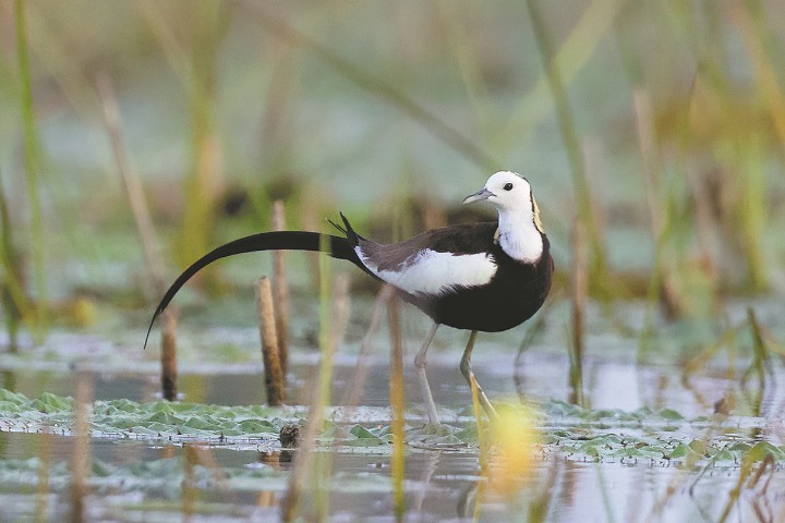More than just ducks at Xiong'an wetlands